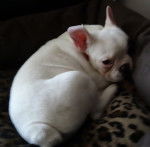 Bozo - Bouledogue Fran&ccedil;ais M&acirc;le (4 mois)