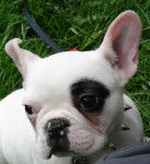 Bozo - Bouledogue Fran&ccedil;ais M&acirc;le (4 mois)