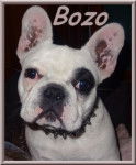 Bozo bient&ocirc;t 7 mois - Bouledogue Fran&ccedil;ais M&acirc;le (7 mois)