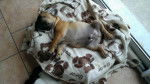 Jango - Bouledogue Fran&ccedil;ais M&acirc;le (3 mois)