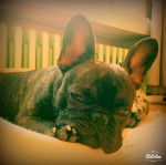 Farah - Bouledogue Fran&ccedil;ais (2 ans)