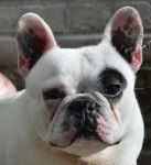 Bozo 2 - Bouledogue Fran&ccedil;ais M&acirc;le (1 an)