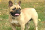 Bouledogue Français - Bouledogue Français