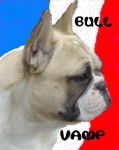 VAMP BULL DE SABRES Bouledogue francais - Bouledogue Fran&ccedil;ais