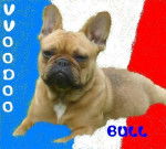 VVOODOO BULL DE SABRES bouledogue francais - Bouledogue Fran&ccedil;ais