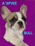 A'SPYKE BULL DE SABRES Bouledogue francais - Bouledogue Fran&ccedil;ais