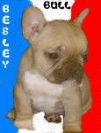 besley bull de sabres - Bouledogue francais - Bouledogue Fran&ccedil;ais