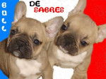 bb bull de sabres.- BOULEDOGUE FRANCAIS - Bouledogue Fran&ccedil;ais