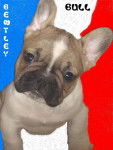 BENTLEY BULL DE SABRES - BOULEDOGUE FRANCAIS - Bouledogue Fran&ccedil;ais