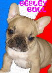 besley bull de sabres - bouledogue francais - Bouledogue Fran&ccedil;ais