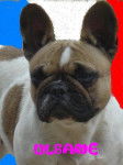 ulsane - bouledogue francais - Bouledogue Fran&ccedil;ais