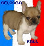 BELOOGA BULL DE SABRES - bouledogue francais - Bouledogue Fran&ccedil;ais