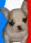 bb bull de sabres.- BOULEDOGUE FRANCAIS - Bouledogue Fran&ccedil;ais