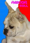 AMOUR BULL DE SABRES - bouledogue francais - Bouledogue Fran&ccedil;ais