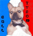TYSON BULL DE SABRES - bouledogue francais - Bouledogue Fran&ccedil;ais
