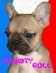 bounty bull de sabres - bouledogue francais - Bouledogue Fran&ccedil;ais
