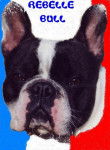 REBELLE BULL DE SABRES - bouledogue francais - Bouledogue Fran&ccedil;ais
