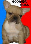 BOOMER BULL DE SABRES - bouledogue francais - Bouledogue Fran&ccedil;ais