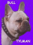 TYLMAN dit TRUST BULL DE SABRES - bouledogue francais - Bouledogue Fran&ccedil;ais