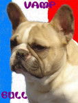 VAMP BULL DE SABRES - bouledogue francais - Bouledogue Fran&ccedil;ais
