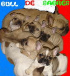 bb bull de sabres.- BOULEDOGUE FRANCAIS - Bouledogue Fran&ccedil;ais