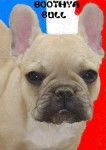 BOOTHYA BULL DE SABRES - bouledogue francais - Bouledogue Fran&ccedil;ais