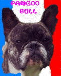 PANGOO BULL DE SABRES - bouledogue francais - Bouledogue Fran&ccedil;ais