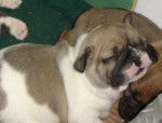 bb bull de sabres.- BOULEDOGUE FRANCAIS - Bouledogue Fran&ccedil;ais