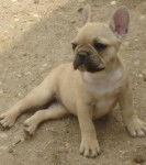 BOOTHYA BULL DE SABRES - bouledogue francais - Bouledogue Fran&ccedil;ais