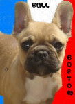 boston bull de sabres - bouledogue francais - Bouledogue Fran&ccedil;ais