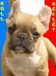 besley bull de sabres - bouledogue francais - Bouledogue Fran&ccedil;ais