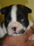 B........BULL DE SABRES - bouledogue francais - Bouledogue Fran&ccedil;ais