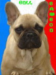 bambou bull de sabres - bouledogue francais - Bouledogue Fran&ccedil;ais