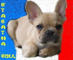 b'tabatha bull de sabres - bouledogue francais - Bouledogue Fran&ccedil;ais