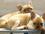 besley bull de sabres - bouledogue francais - Bouledogue Fran&ccedil;ais