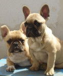 bb bull de sabres.- BOULEDOGUE FRANCAIS - Bouledogue Fran&ccedil;ais