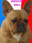 vvoodoo bull de sabres - bouledogue francais - Bouledogue Fran&ccedil;ais