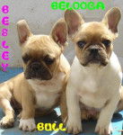 besley bull de sabres - bouledogue francais - Bouledogue Fran&ccedil;ais