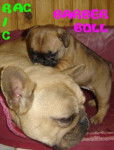 RIC RAC - bouledogue francais - Bouledogue Fran&ccedil;ais