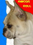 AMOUR BULL DE SABRES - bouledogue francais - Bouledogue Fran&ccedil;ais