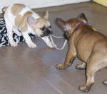 Yoschy et Douglas - Bouledogue Français Mâle (3 ans)