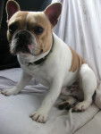 Yoschy - Bouledogue Français Mâle (3 ans)