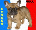 barber bull de sabres - bouledogue francais - Bouledogue Fran&ccedil;ais
