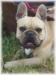 BOULEDOGUE FRANCAIS - Bouledogue Fran&ccedil;ais