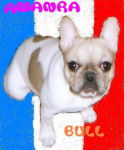 AMANRA BULL DE SABRES - bouledogue francais - Bouledogue Fran&ccedil;ais