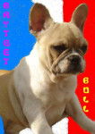 brytget bull de sabres - bouledogue francais - Bouledogue Fran&ccedil;ais
