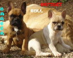 barber bull de sabres - bouledogue francais - Bouledogue Fran&ccedil;ais