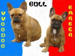 vvoodoo bull de sabres - bouledogue francais - Bouledogue Fran&ccedil;ais