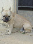 BOULEDOGUE FRANCAIS - Bouledogue Fran&ccedil;ais
