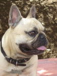 arthur bull de sabres - bouledogue francais - Bouledogue Fran&ccedil;ais